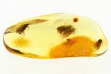 Four Detailed Fossil Caddisflies (Trichoptera) In Baltic Amber #272695-1